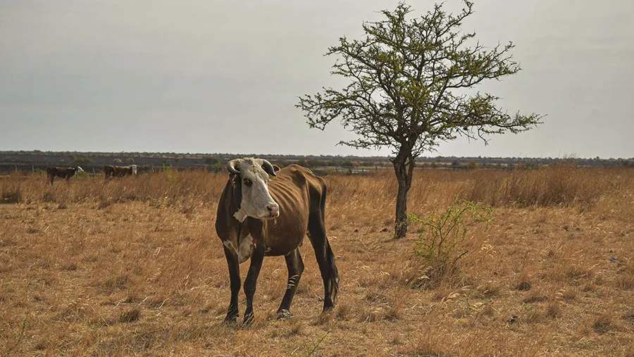 Si bien se sigue observando los efectos de la extrema sequía en la ganadería, gracias a las lluvias recientes la tendencia comienza a ser revertida de manera paulatina.