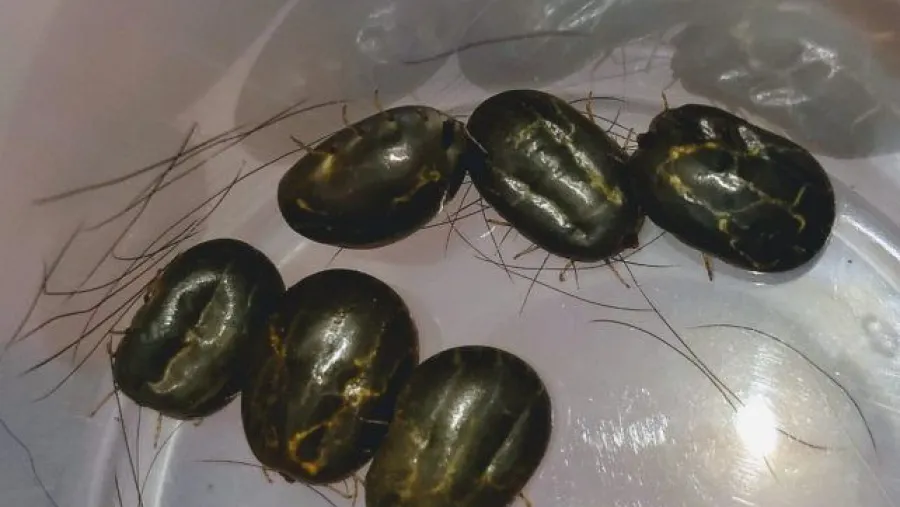 garrapatas