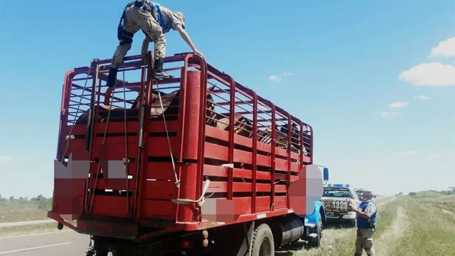 En uno de los controles se detectó que se transportaban caballos sin la debida documentación.