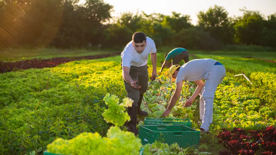 Horticultores de Paraná Horticulores de Paraná