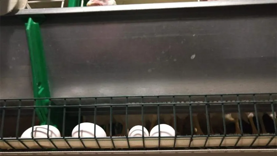 La demanda de huevos a nivel nacional se incrementó en un promedio del 40 por ciento desde el inicio de la cuarentena, pero las ganancias se las lleva el intermediario, no el productor. La demanda de huevos a nivel nacional se incrementó en un promedio del 40 por ciento desde el inicio de la cuarentena, pero las ganancias se las lleva el intermediario, no el productor.