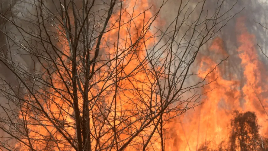 Incendios forestales.