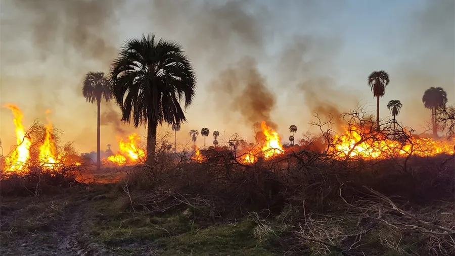 Las imágenes son dantescas. El fuego arrasa todo tipo de vegetación y consume gran parte del territorio que iba a ser el Parque Nacional Selva de Montiel. Las imágenes son dantescas. El fuego arrasa todo tipo de vegetación y consume gran parte del territorio que iba a ser el Parque Nacional Selva de Montiel.