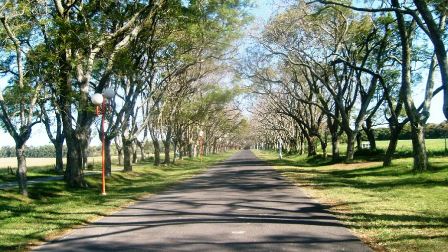 Foto prensa Oro Verde