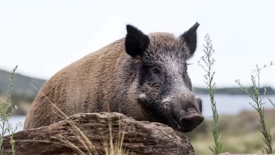 Una especie invasora, un jabalí (Sus scrofa) en las proximidades de la Reserva Florofaunística de La Florida en la provincia de San Luis.