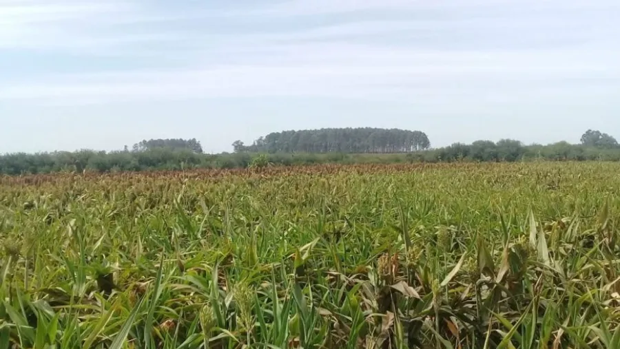 Denunciaron fumigación aérea sobre un campo en el que desarrollan actividades educativas
