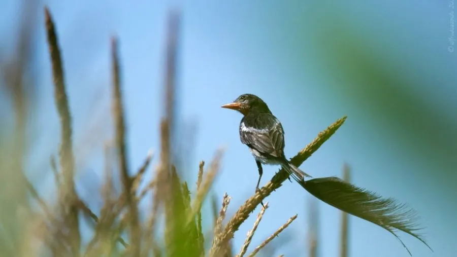Después de casi 30 años, registraron un ave que se creía extinto en Entre Ríos