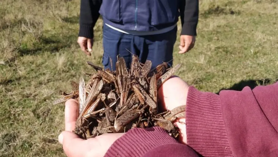 En un operativo tenaza -con fumigaciones por tierra y aire-, lograron doblegar casi en su totalidad el tupido enjambre de langostas que amenazaban los cultivos en el Norte de la provincia.
