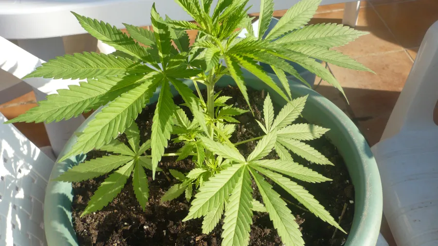 planta de marihuana planta de marihuana