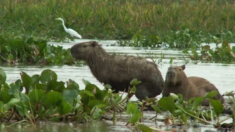 Fotografía de Danielle Hirsch.