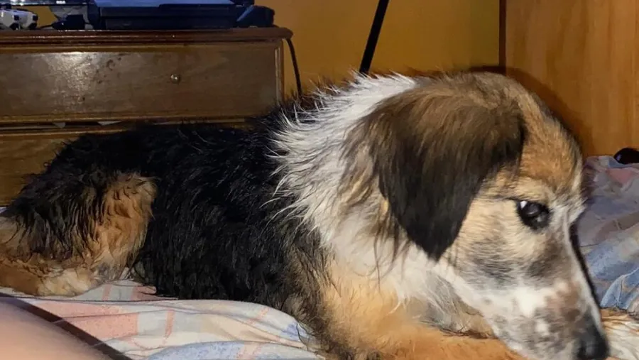 Una red de voluntarios para localizar mascotas extraviadas se conformó en Paraná. Una red de voluntarios para localizar mascotas extraviadas se conformó en Paraná.