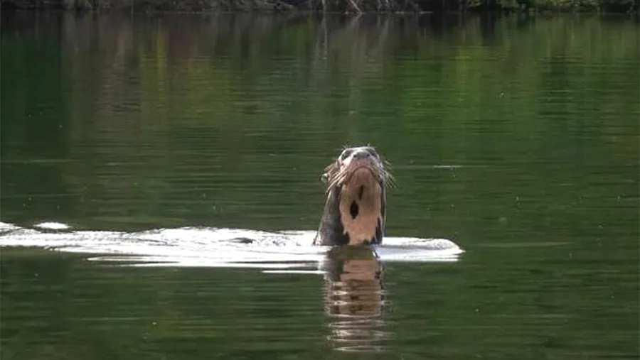 La nutria gigante avistada en una laguna a orillas del río Bermejo, en el Parque Nacional El Impenetrable (Chaco).