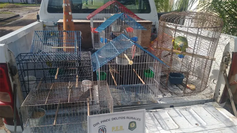 pájaros secuestrados