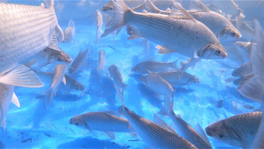 Salto Grande cosecha de peces