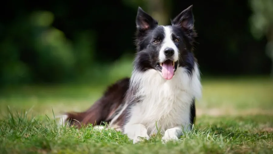 Perro Perro