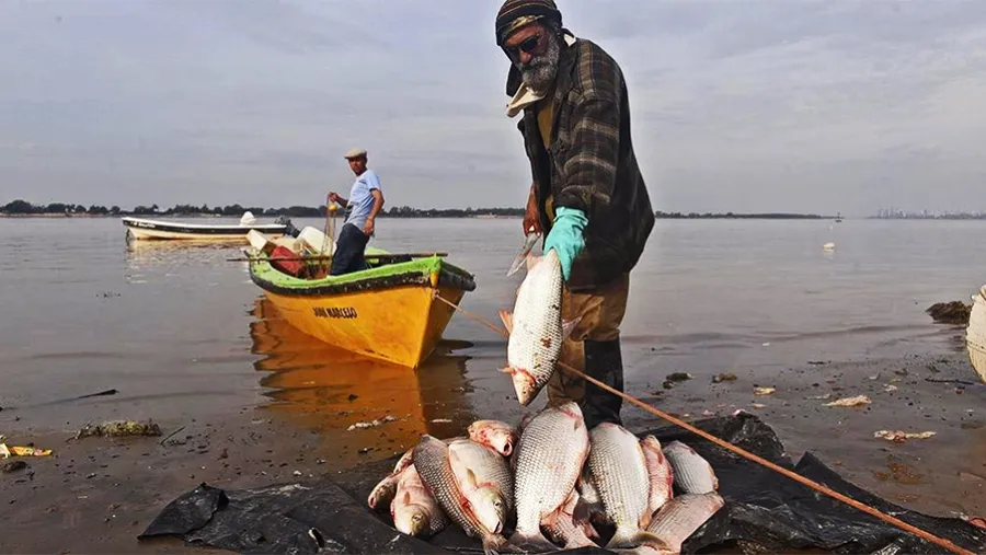 El Paraná sigue en bajante extrema y ya van tres ciclos seguidos de escasa reproducción de peces. A ello se le suman, hacia el sur, las quemas del Humedal: quedan sin comida, refugio ni energías para reproducirse. Investigadores lanzaron llamado urgente a las provincias costeras.