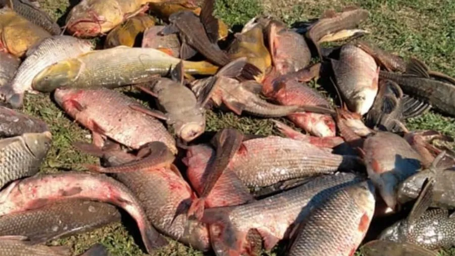 Detectan a pescadores santafesinos depredando el río Paraná.