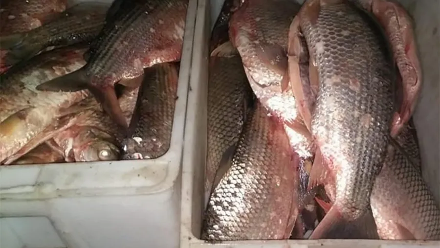 En la carta se pide que se suspenda este año las autorizaciones para la exportación de pescado de agua dulce, que se extrae en mayor parte en la cuenca del río Paraná, siendo la especie sábalo la más explotada. En la carta se pide que se suspenda este año las autorizaciones para la exportación de pescado de agua dulce, que se extrae en mayor parte en la cuenca del río Paraná, siendo la especie sábalo la más explotada.