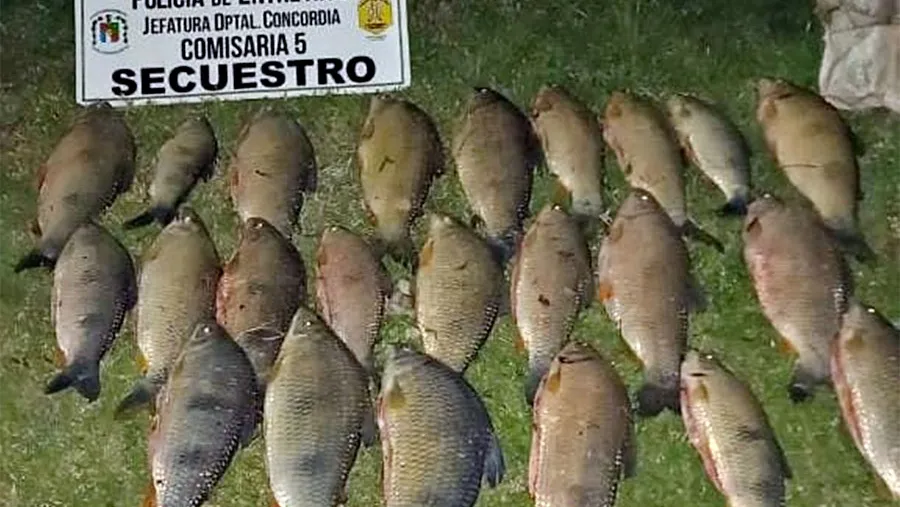 Durante el fin de semana pasado fueron decomisadas un total de 97 bogas (lepurinus-obtusidens) y secuestrados algunos elementos de pesca como cañas y reels.