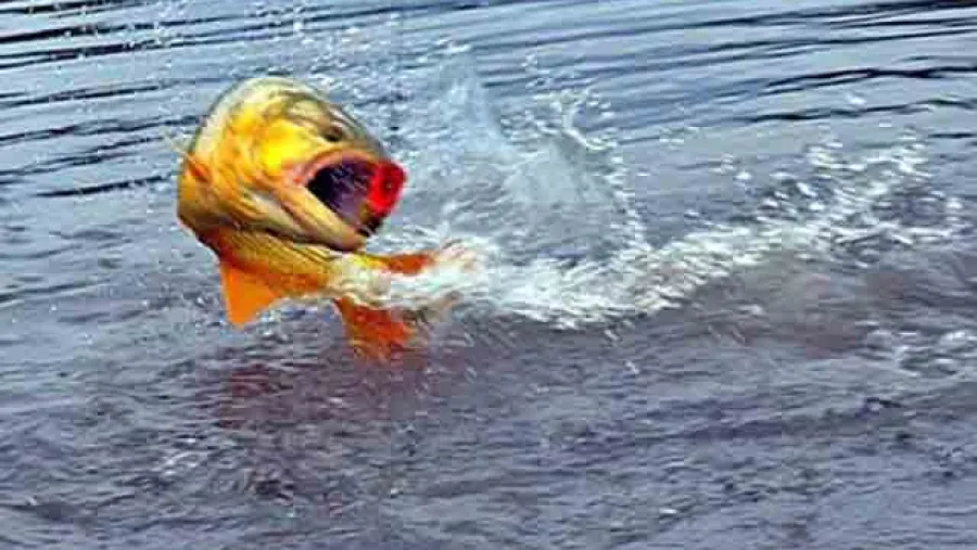 pesca río pesca río