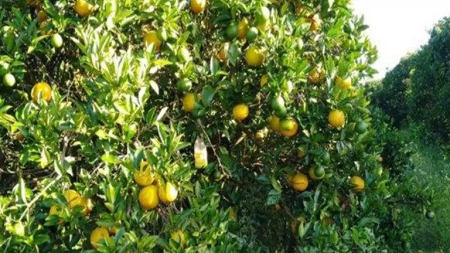 plantaciones cítricas