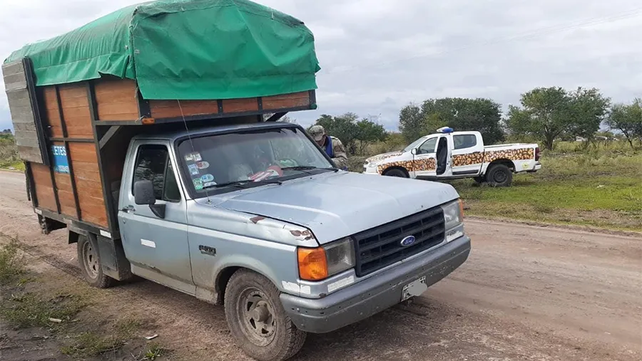 El transportador: en un solo día, la Policía Rural lo demoró dos veces por transportar 22 perros y 11 cazadores a la Colonia El Potrero. El transportador: en un solo día, la Policía Rural lo demoró dos veces por transportar 22 perros y 11 cazadores a la Colonia El Potrero.