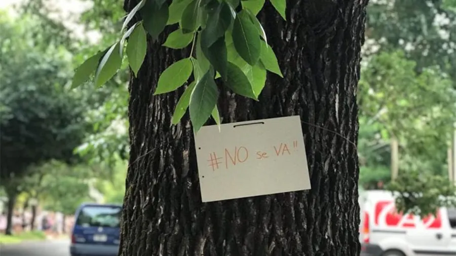 La Justicia frenó la tala de árboles en el ensanche del bulevar Racedo de Paraná (la imagen es de Johanna Peltzer para 170 Escalones y fue extraída del portal Era Verde).