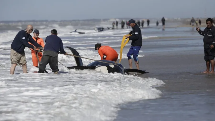 Rescataron a 6 de 7 orcas que habían encallado en Mar Chiquita Rescataron a 6 de 7 orcas que habían encallado en Mar Chiquita
