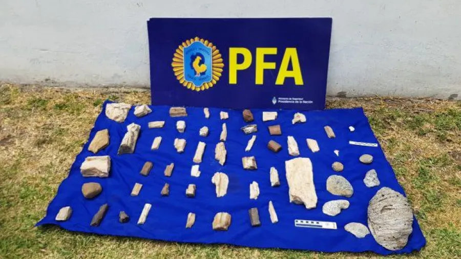 Incautaron restos fósiles y documentos en el allanamiento a una casa de antigüedades