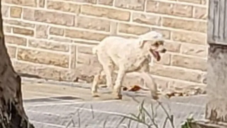 Un grupo de voluntarios se organizó en Paraná para encontrar a Sammy, un perro blanco de ocho años. 