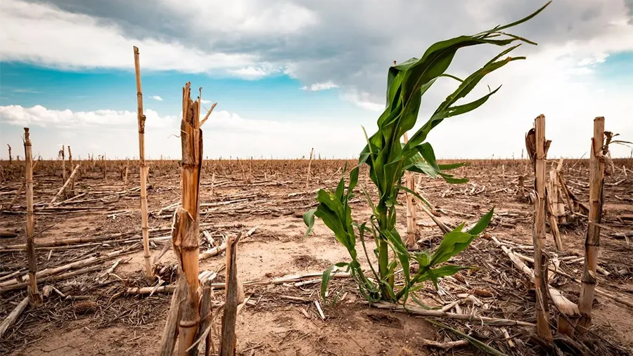 Por ley se otorgará un beneficio impositivo a los productores afectados por la sequía. Se estima que serán más de 3.000 los beneficiarios. Por ley se otorgará un beneficio impositivo a los productores afectados por la sequía. Se estima que serán más de 3.000 los beneficiarios.