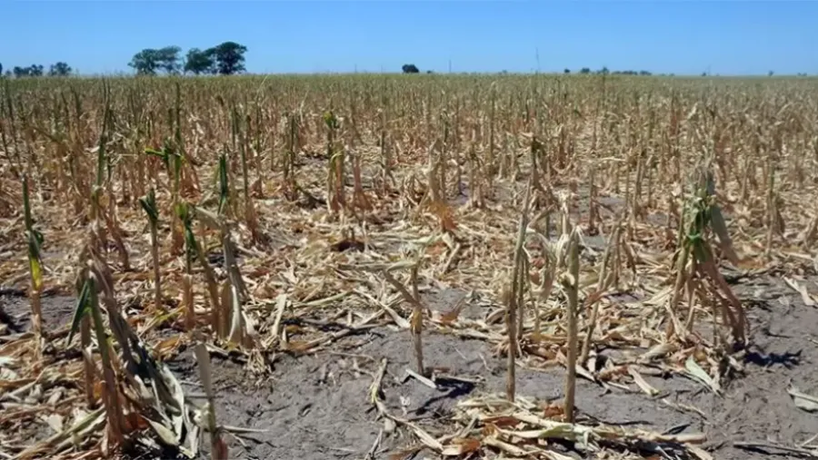 A raíz de la sequía se espera una menor recaudación tributaria sobre el comercio exterior, además de una merma en distintas actividades vinculadas con el agro. A raíz de la sequía se espera una menor recaudación tributaria sobre el comercio exterior, además de una merma en distintas actividades vinculadas con el agro.