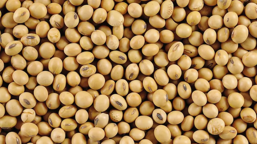 Proponen la creación de un nuevo Fondo Federal Sojero