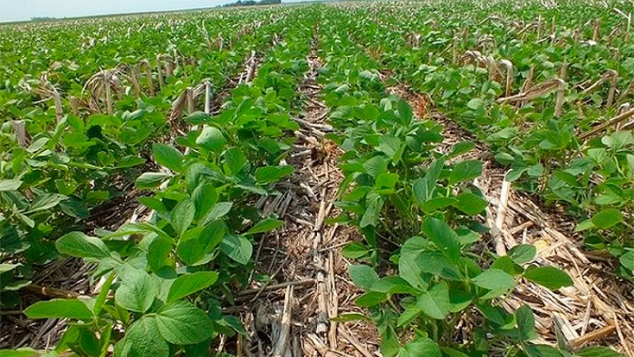 Esperan la menor siembra en 20 años de soja en la región núcleo