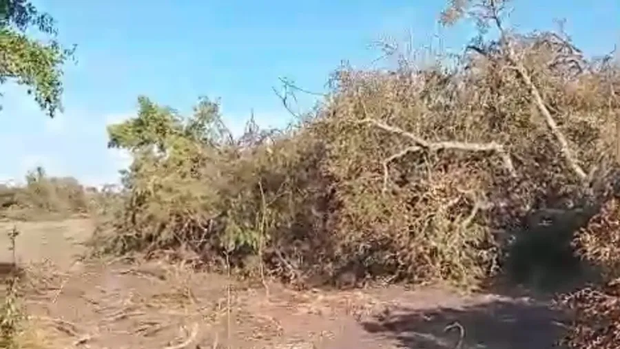 En diversos grupos culturales y ecologistas circularon videos que dan cuenta del resultado de la tala, en los que se pueden observar miles de árboles de la flora indígena arrancados y amontonados.