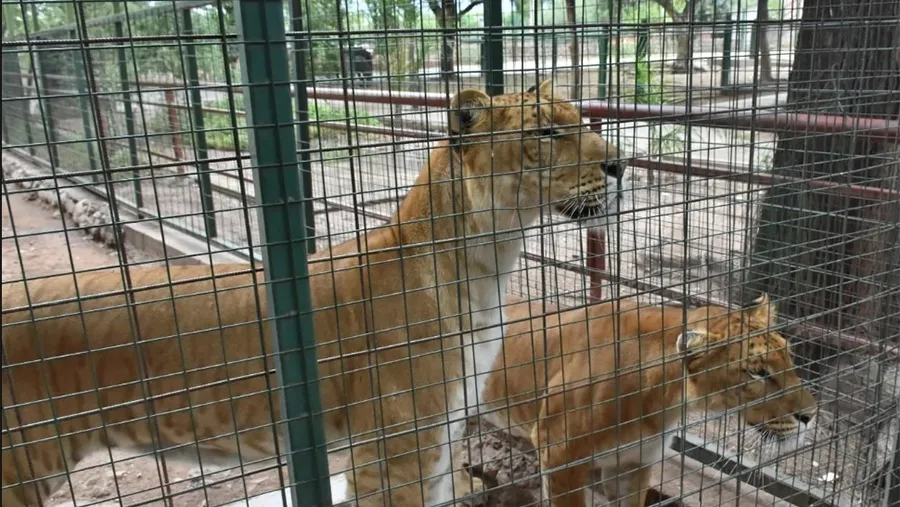 Por falta de cuidado proteccionistas se oponen que la fundación Tekove Mymba de Colón reciba a dos “ligres” (un híbrido cruza de león con tigresa) provenientes de La Rioja. Por falta de cuidado proteccionistas se oponen que la fundación Tekove Mymba de Colón reciba a dos “ligres” (un híbrido cruza de león con tigresa) provenientes de La Rioja.