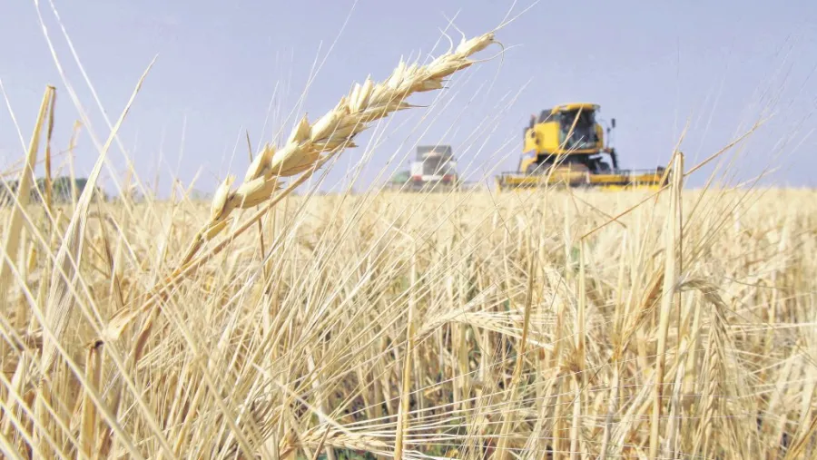 En la campaña 19/20 creció el área sembrada en la provincia pero cayó la producción
