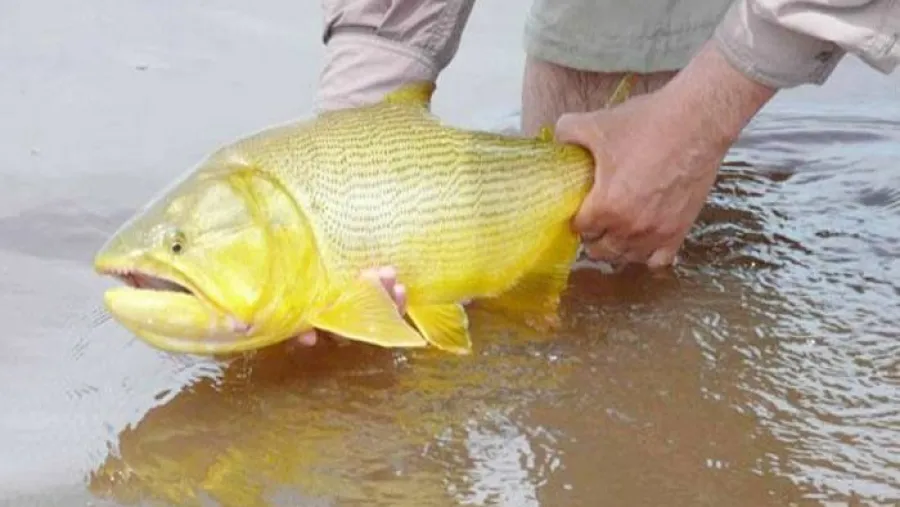 CARU recordó que rige la veda para la pesca del dorado 