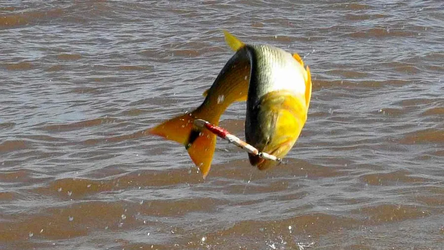 veda para pesca de dorado