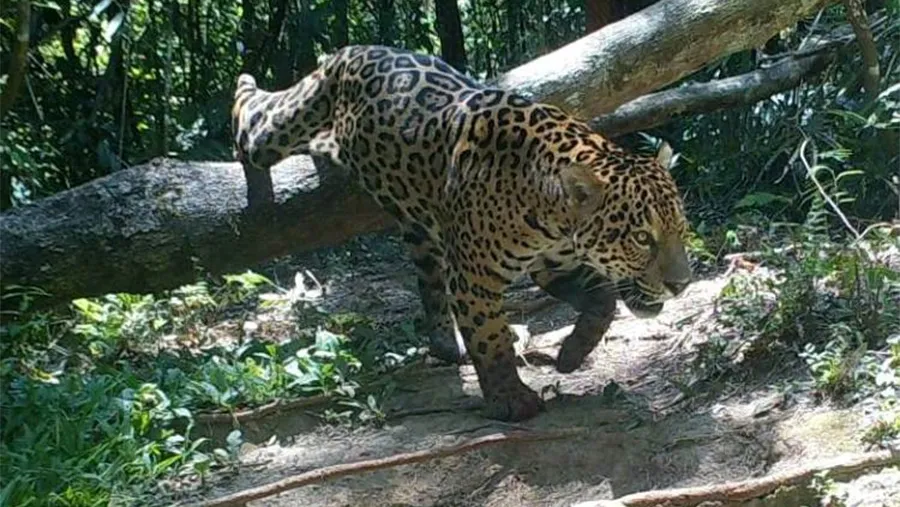 Imagen de archivo de un yaguareté en la selva misionera.