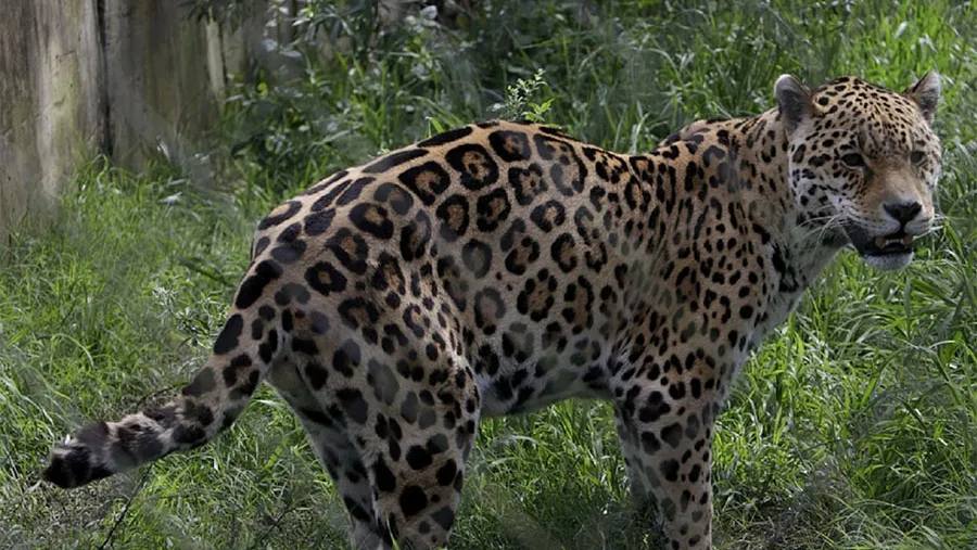 De acuerdo al Registro Nacional de Yaguaretés en Cautiverio hay un ejemplar en Concordia desde 2007.