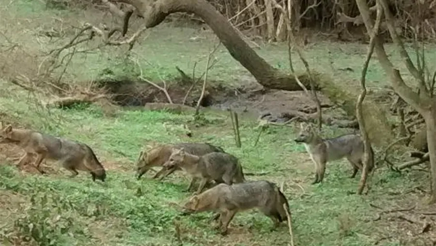 El Senado entrerriano debatirá el expediente del proyecto denominado “Fauna silvestre autóctona de la provincia” con la intención de reemplazar a la obsoleta Ley de Caza Nº 4.841. El Senado entrerriano debatirá el expediente del proyecto denominado “Fauna silvestre autóctona de la provincia” con la intención de reemplazar a la obsoleta Ley de Caza Nº 4.841.