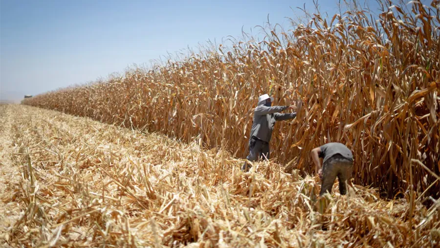 Campo de maíz blanco en Culiacán, México, en mayo de 2023.