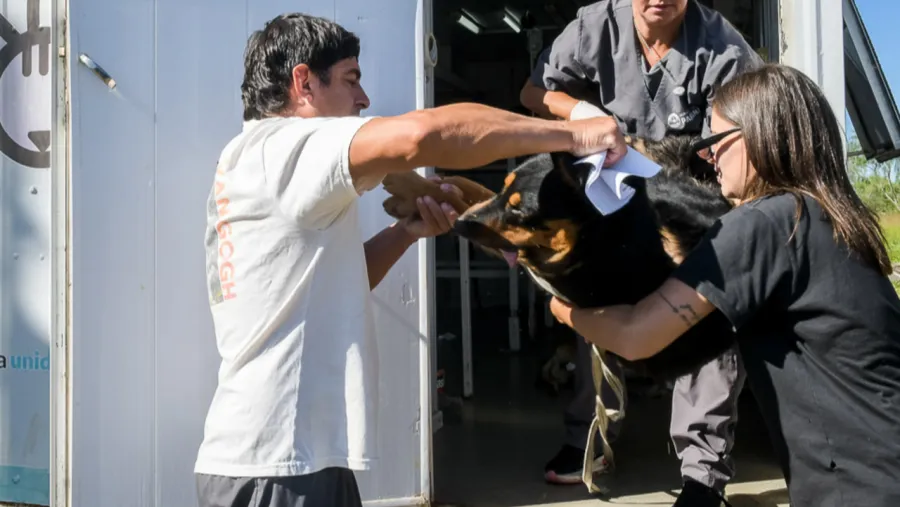 castración animales Paraná