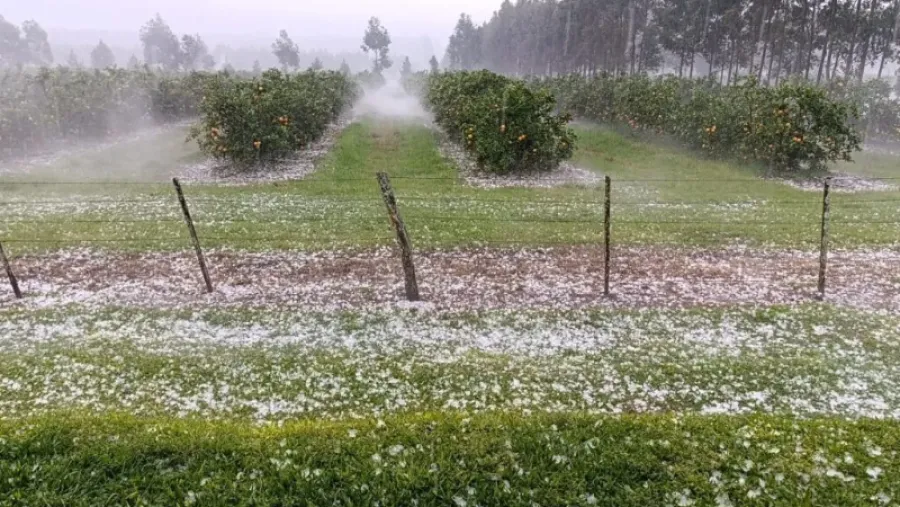 granizada cítricos