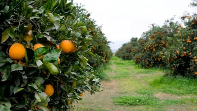 Fruticultura