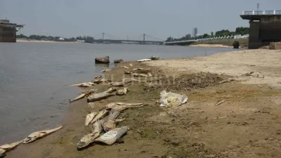 Advierten que por la bajante del río Paraná algunos peces ven afectada su reproducción
