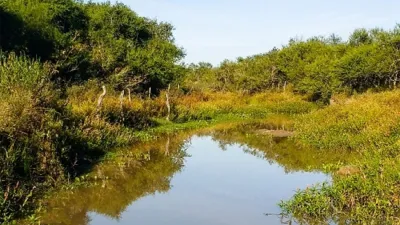 Según el último ordenamiento territorial, los bosques nativos entrerrianos ocupan alrededor de 1,9 millones de hectáreas de la superficie provincial.