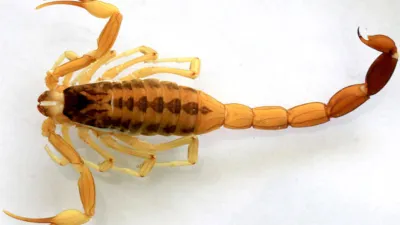 Desde Salud se recuerdan las principales medidas para prevenir picaduras de alacranes.