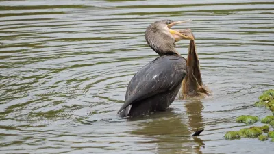 Un estudio relevó la grave afectación de la fauna local por contaminación en el río Paraná